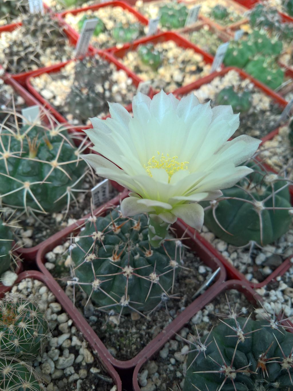 GYMNOCALYCIUM reductum JPR 95-113_27